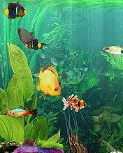Animated fish wallpapers for mobile free download for pc